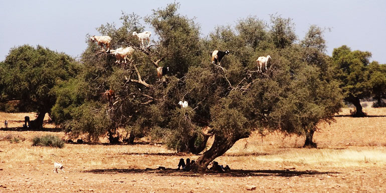 The way to Essaouira 